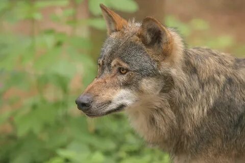 Бурый волк видео