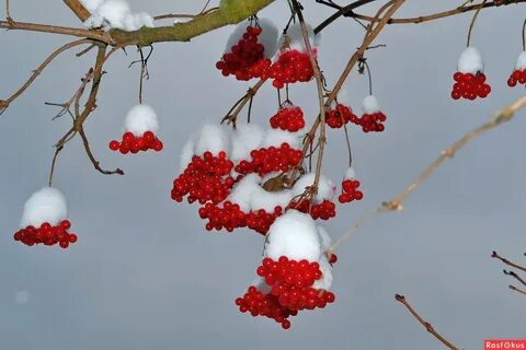 Калина под