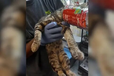 Кошка застряла в консерве