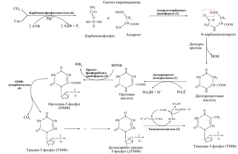 Синтез адрес. Синтез ТМФ из УМФ. Синтез ТМФ биохимия. Реакция синтеза дезокси ТМФ. Биосинтез ЦМФ И ТМФ из УМФ.