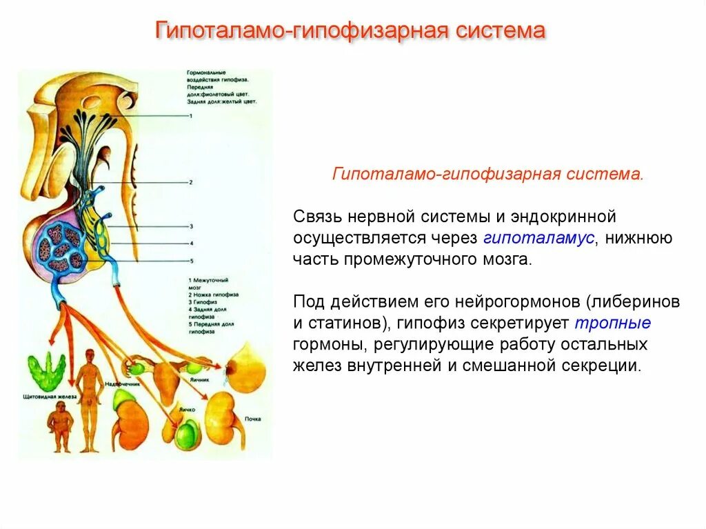 Как нервная система регулирует работу органов биология. Гормоны гипоталамо-гипофизарной системы. Схема действия гипоталамо-гипофизарной системы гормоны. Гипоталамо гипофизарная система эндокринной железы. Нервная и эндокринная системы: строение и взаимосвязь..