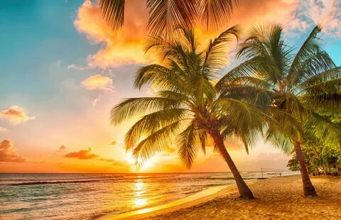Фотообои закаты и рассветы "Закат на пляже с пальмами" - Бумбаса - фотообои
