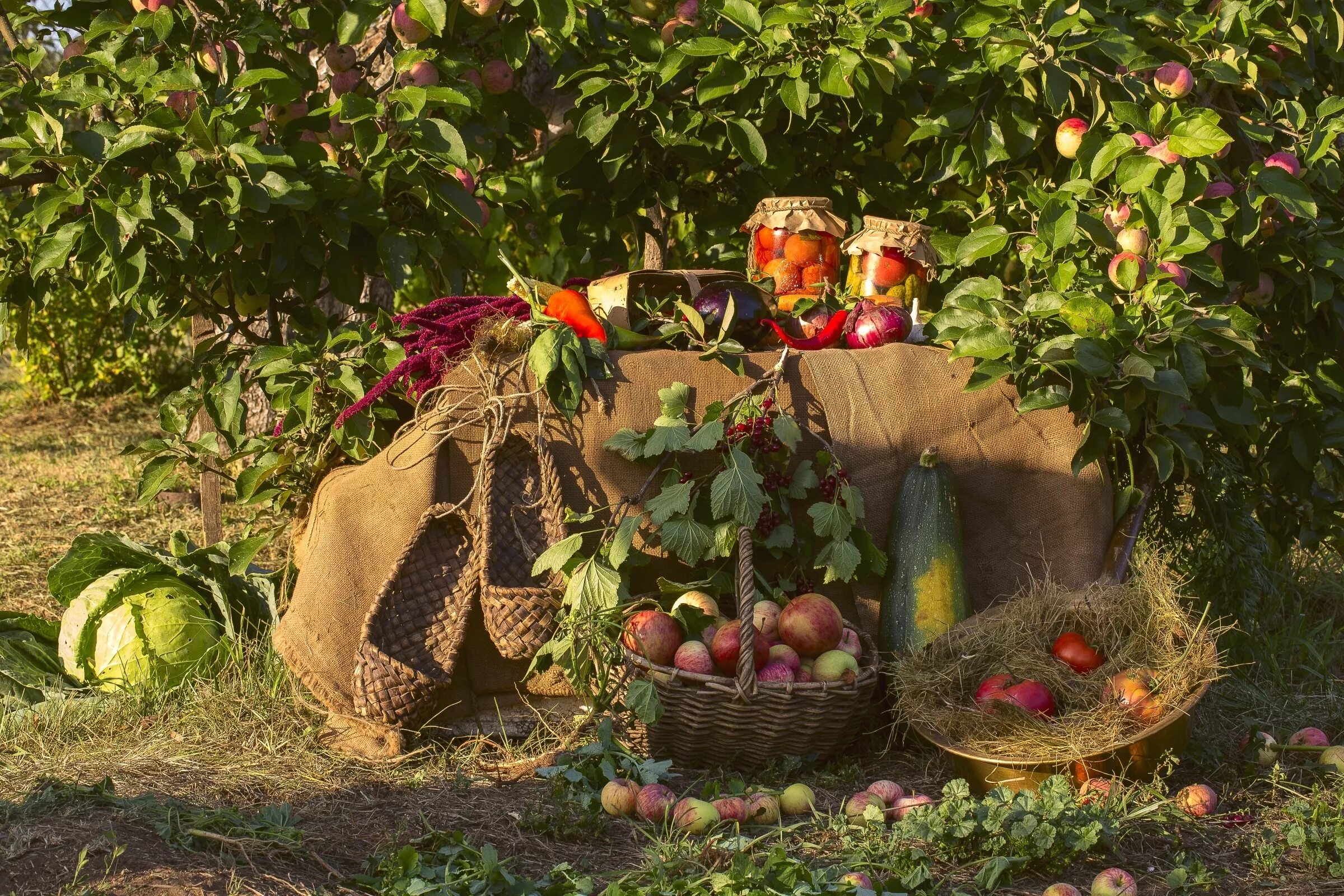 Урожай в саду. Осенний огород. Сад с фруктами. Яблоки в деревне. Начинается сбор урожая