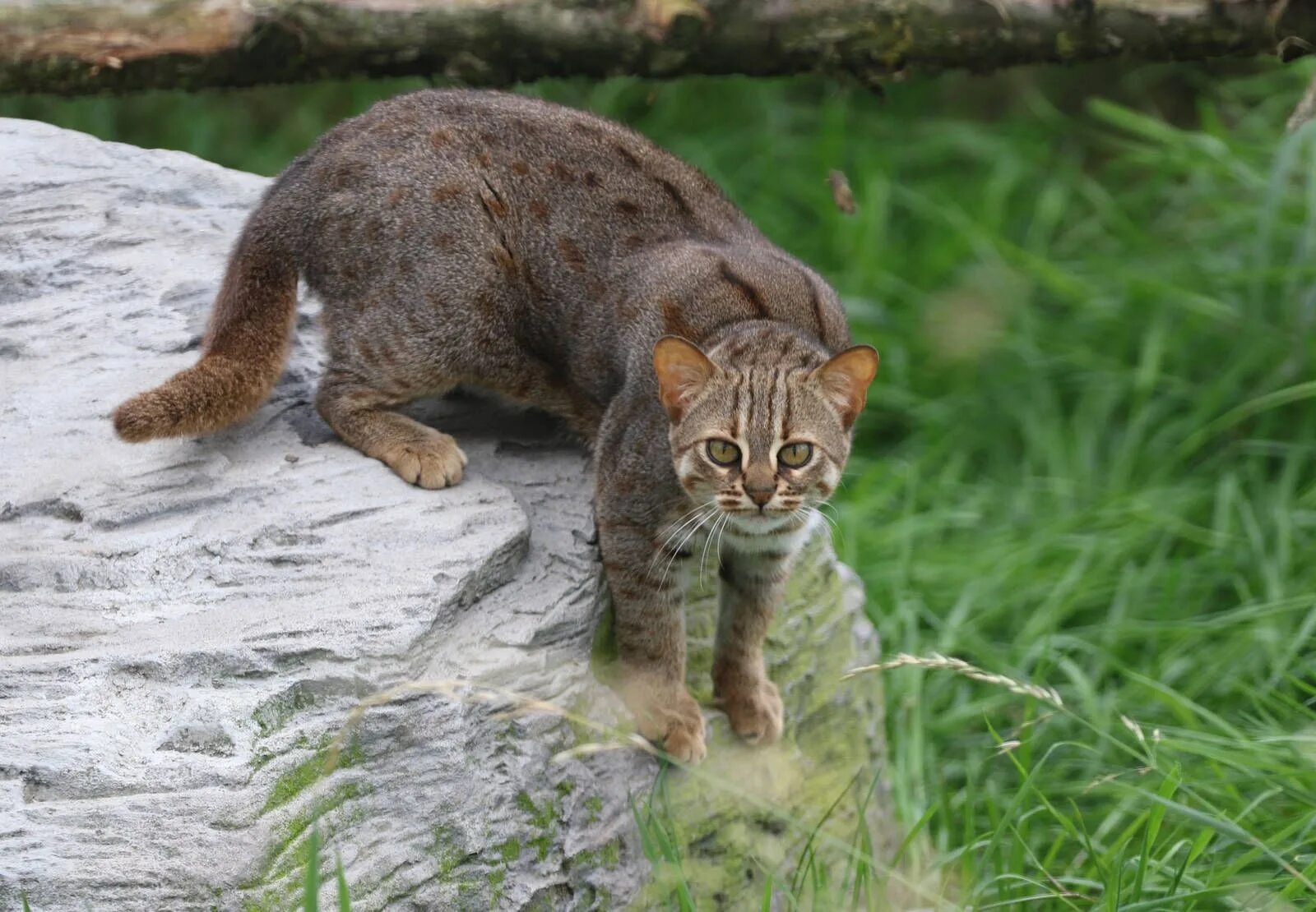 Суматранская дикая кошка. Пума ягуарунди альбинос. Малая черноногая кошка. Дикая африканская черноногая кошка. Рыжая пятнистая кошка prionailurus rubiginosus.