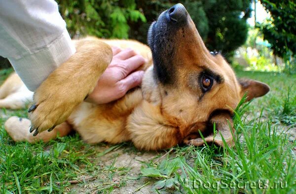 Здоровье собаки. Вестибулярная атаксия у собак. Кукольная походка у собаки. Нарушение координации у собак. Мозжечковая атаксия у животных.