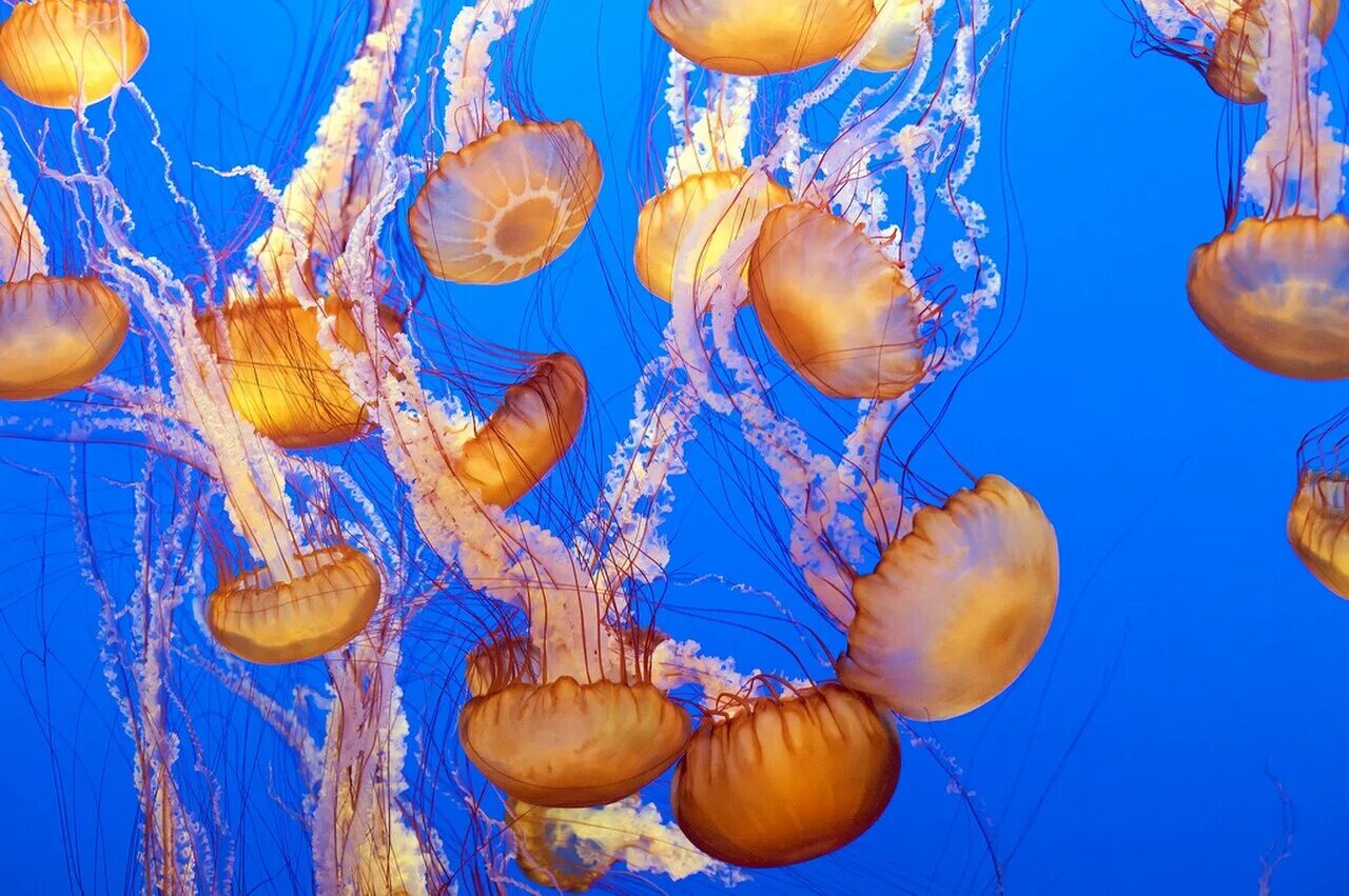 Chrysaora fuscescens полип медузы. Морская крапива (Chrysaora). Тихоокеанская морская крапива Chrysaora fuscescens. Морская Оса медуза. Морская крапива