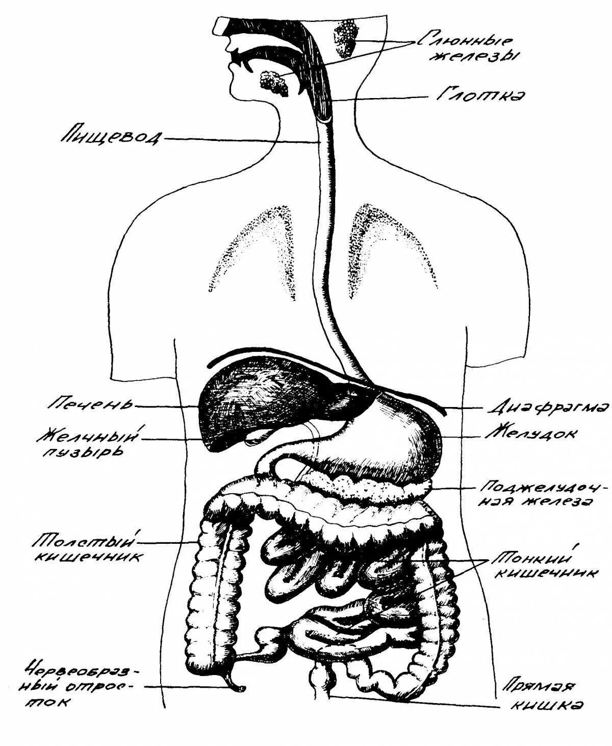 Пищеварительная система человека схема. Пищеварительная система человека схема органов пищеварения. Схема пищеварительной системы человека рисунок. Пищеварительная система человека анатомия рисунок.