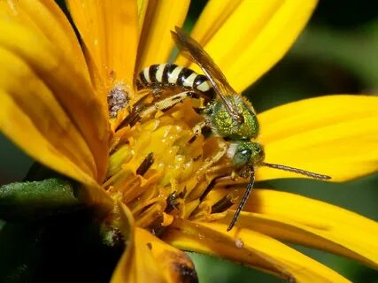 More bees