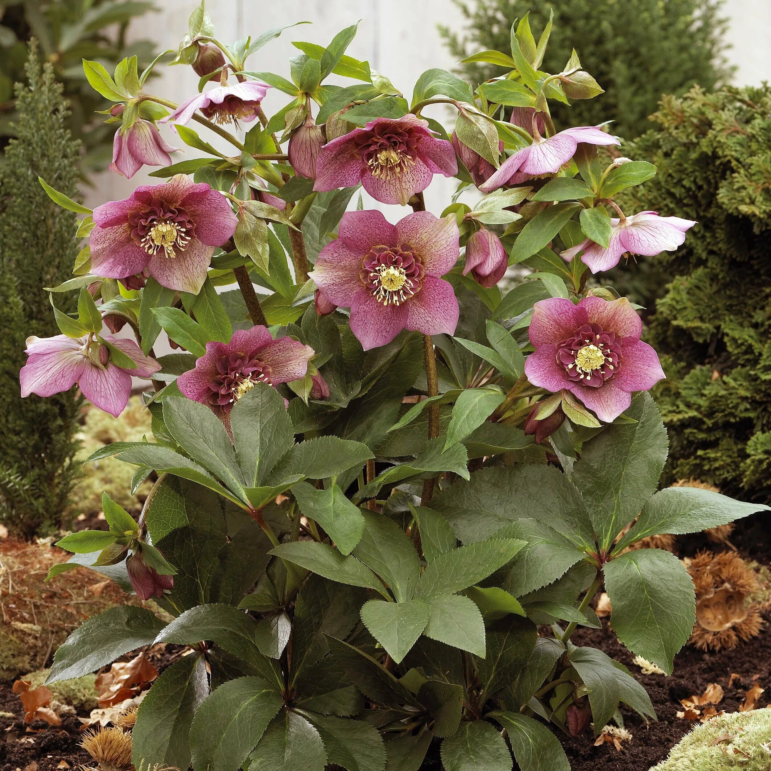 Морозник авито. Морозник геллеборус. морозник (геллеборус, helleborus). морозник orientalis.