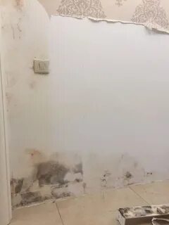 Плесень на стене под обоями