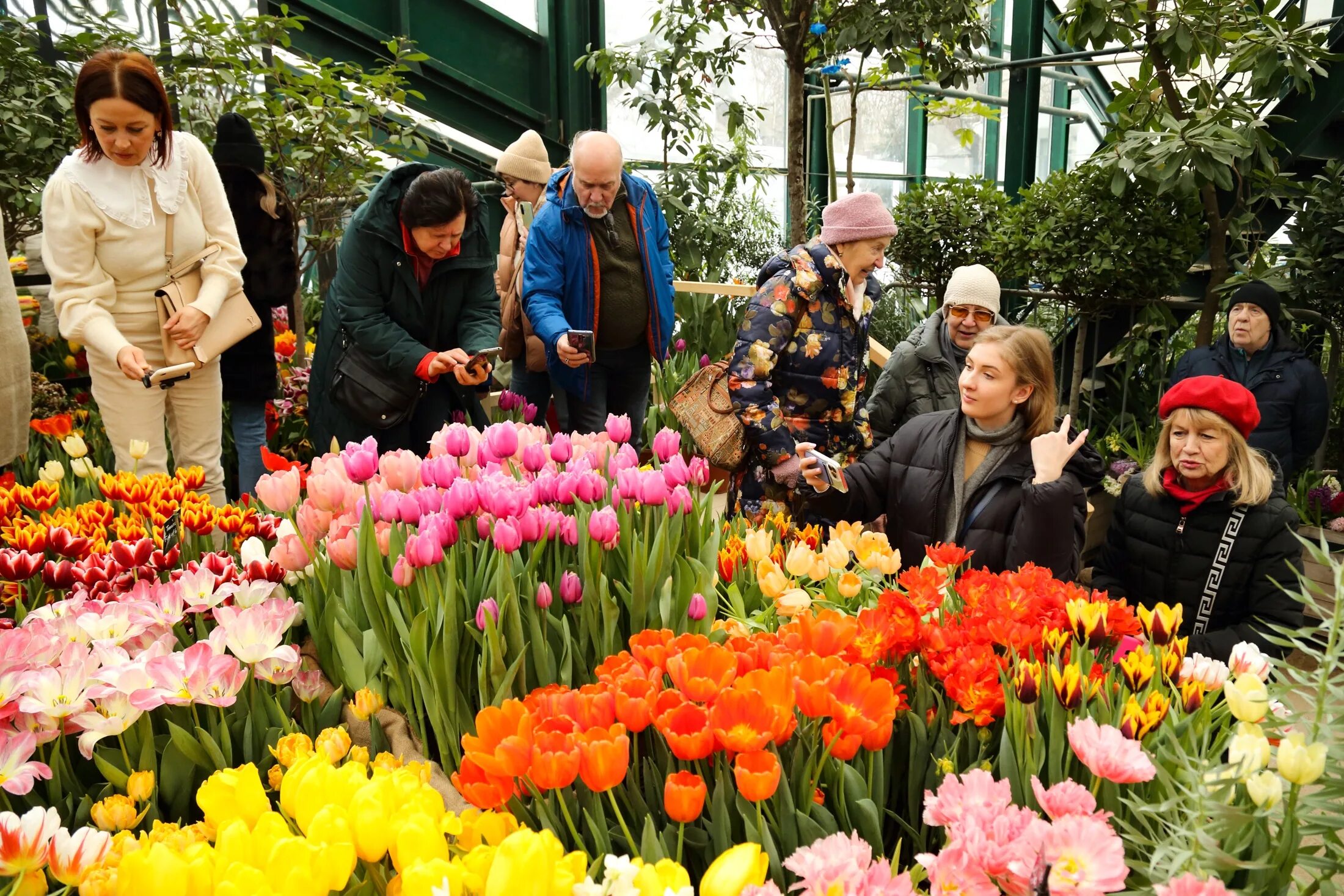 Аптекарский огород выставка тюльпанов. Огородные цветы. Выставка тюльпанов в Аптекарском огороде 2023.