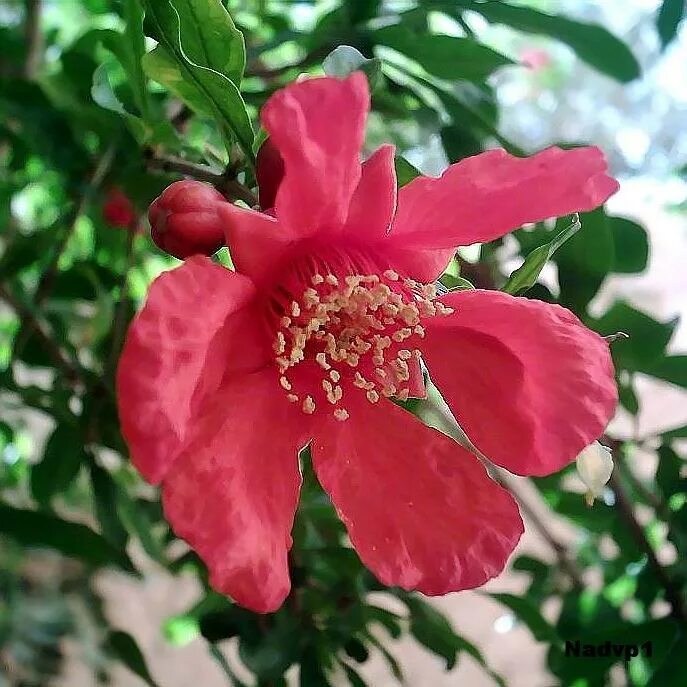 Гранатовое дерево цветет. Punica granatum дерево. Гранат punica alba plena. Pomegranate (punica granatum). Гранат дерево цветение.