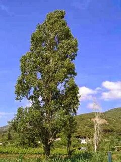 Яли тополь маргалит