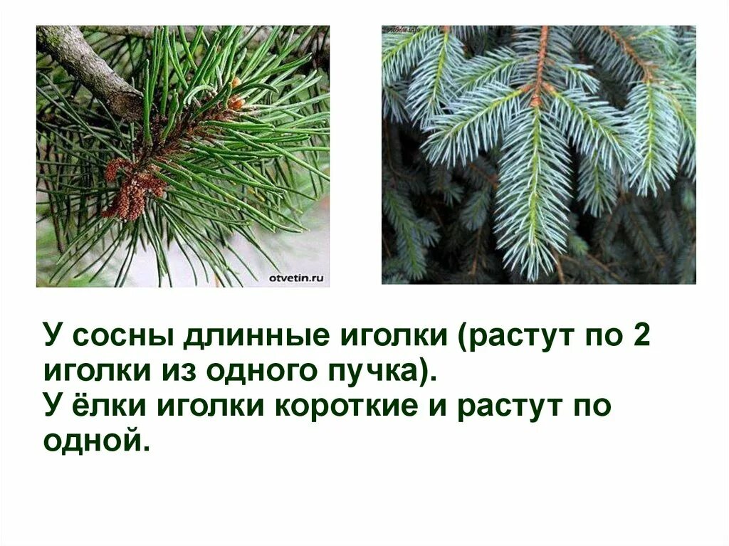 Иголки ели и сосны. Хвоя ели и сосны различия. Расположение веток у сосны. Хвоинки сосна и ель. По прежнему сосна и елочка повторяли свою