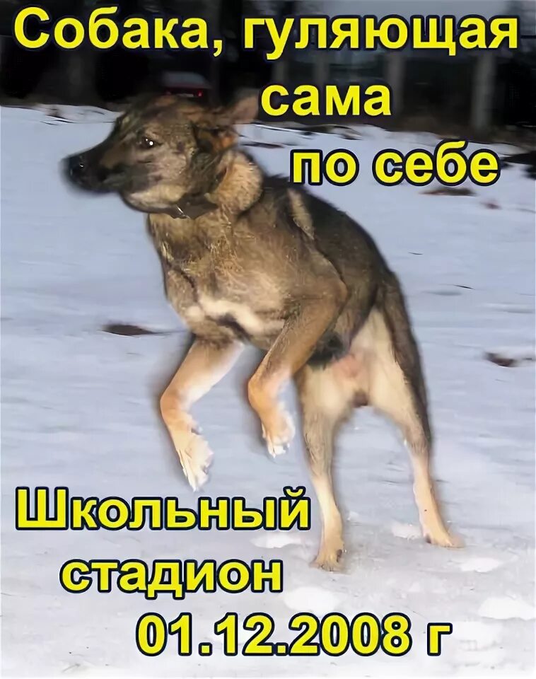 Прогулка с собакой. Самовыгул. Собака на самовыгуле. Собака выгуливает себя. Пес выгуливает сам себя.