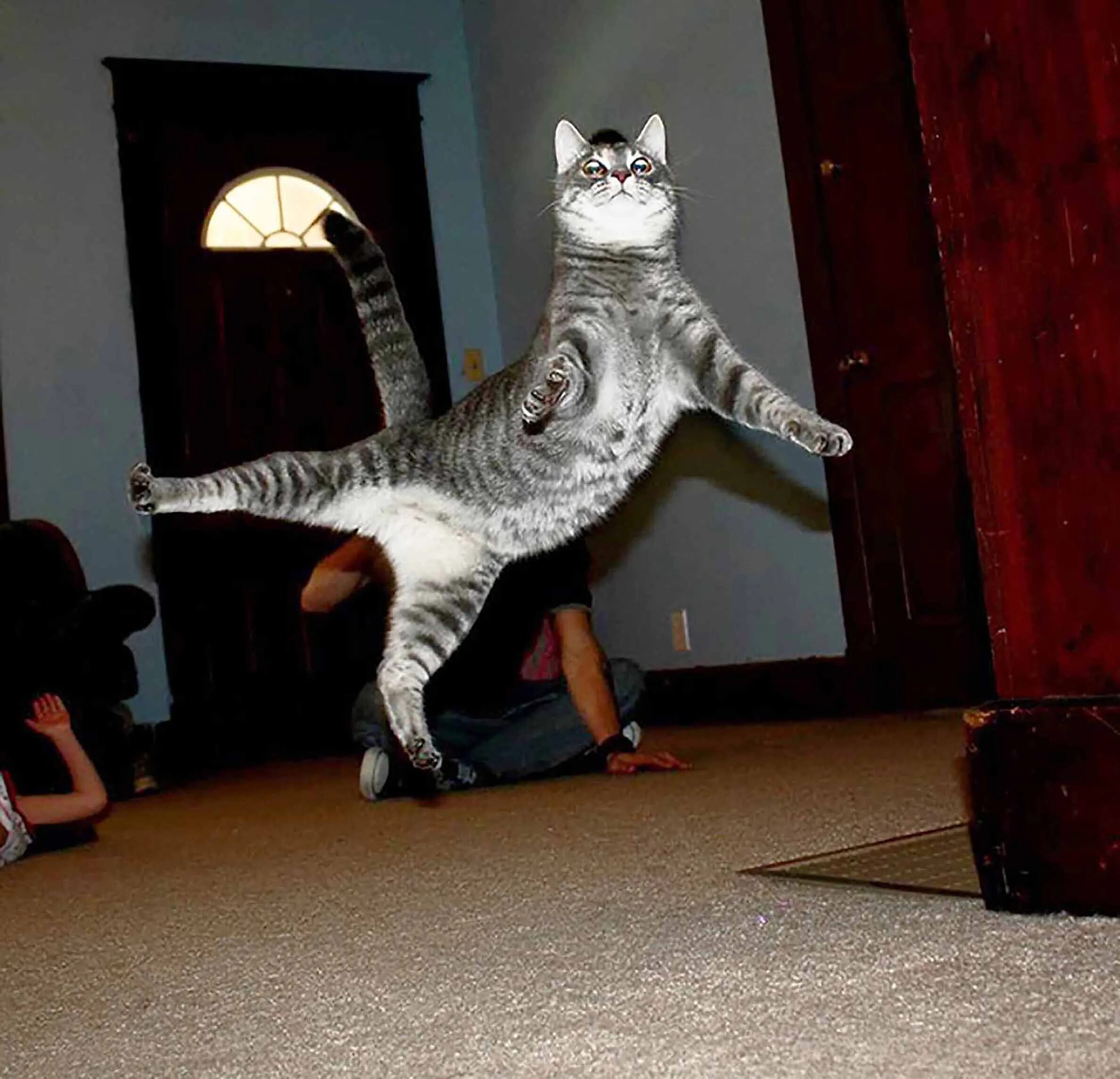 Почему кошка прыгает. Смешные кошки. кошка в прыжке. летающие коты. коты бесятся.