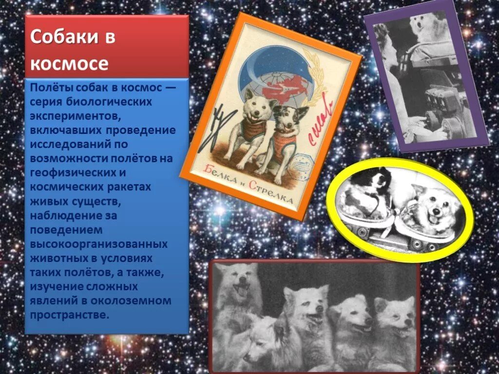 Имена собак летавших в космос. Животные летавшие в космос. животные в космосе презентация для начальной школы. животные в космосе интересные факты. первые животные в космосе презентация.