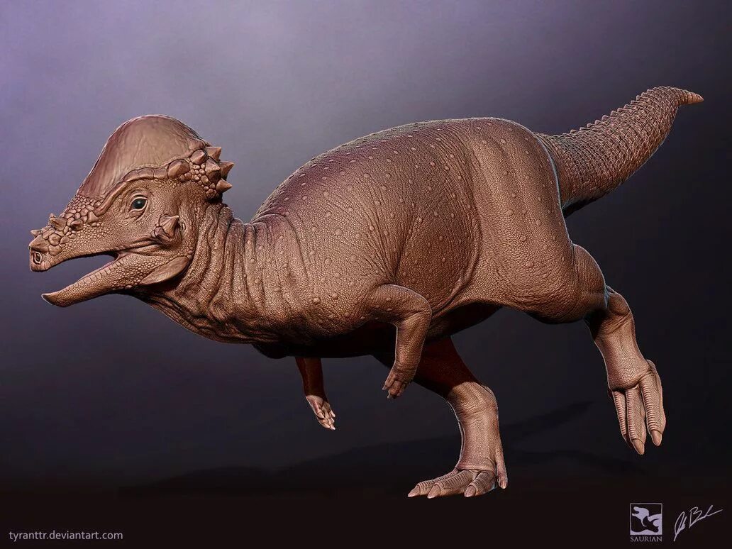 Динозавр пахицефалозавр. Saurian пахицефалозавр. динозавры красовский пахицефалозавр. пахицефалозавр парк юрского периода. пахицефалозавр динозавры мелового периода.