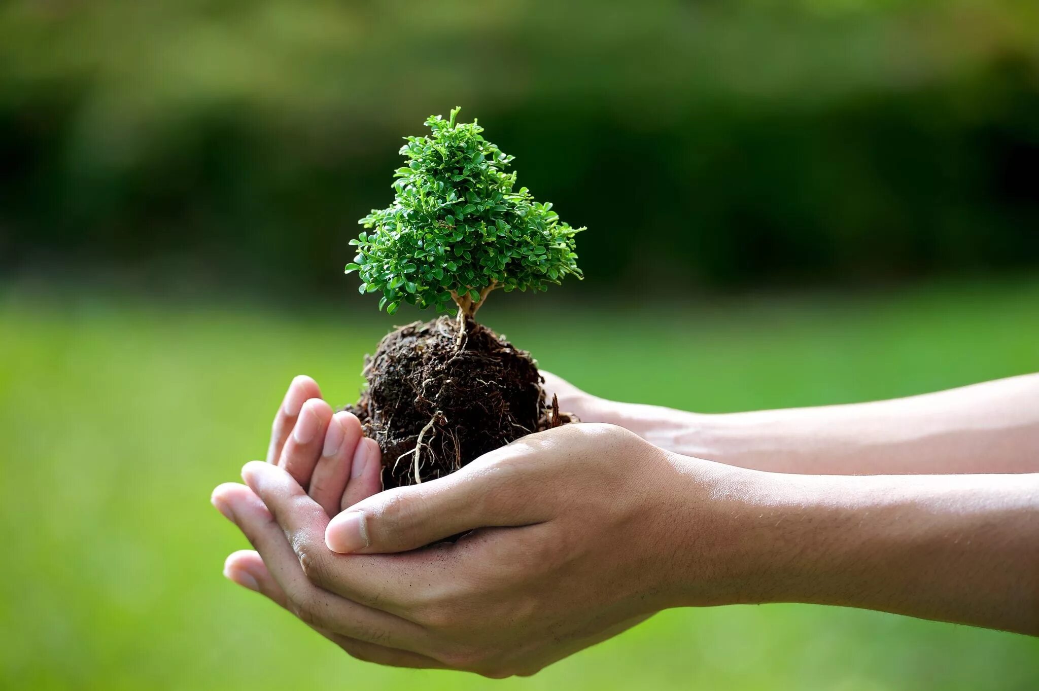 Дерево в руках. Природа в руках. Растущее дерево. Дерево в ладонях. Nature take care