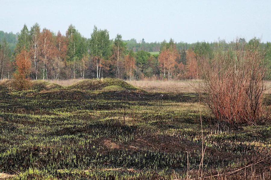 Торфяные поля. Торфяной лес красота. торфяных полях, байкал. резко выпуклый торфяник.