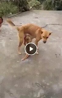 Спаривание кота и собаки