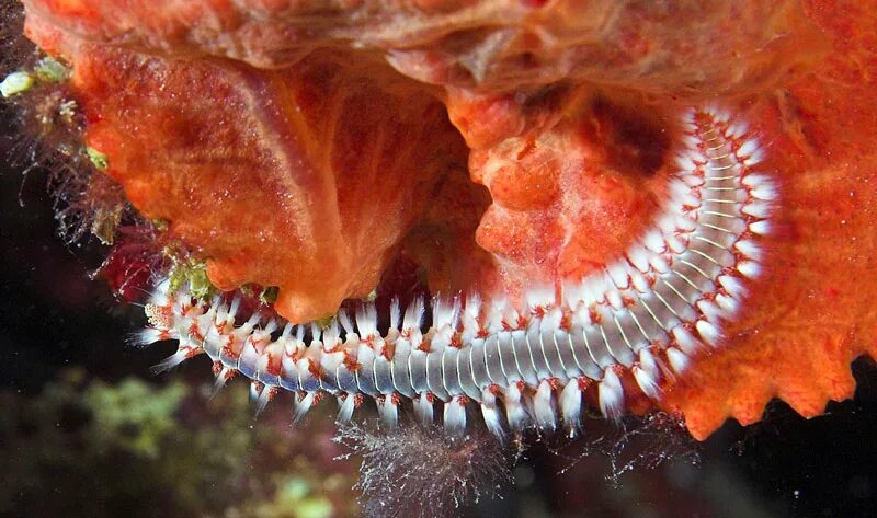 Морской червь размер. Морские многощетинковые черви. Hermodice carunculata. Многощетинковые черви полихеты.
