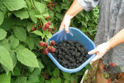 Ежевика кустистая уход и выращивание на даче