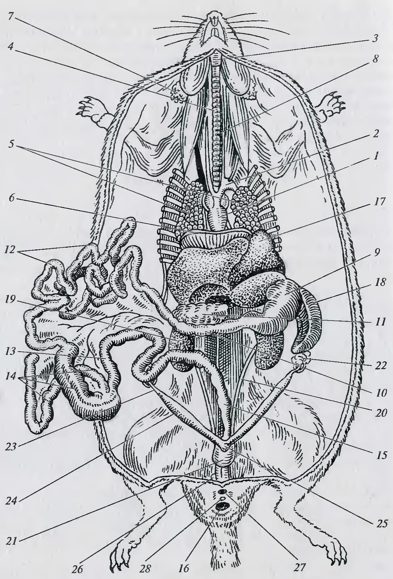 Расположение внутренних органов самки крысы. Топография внутренних органов крысы. Анатомия крысы внутреннее строение. Серая крыса строение