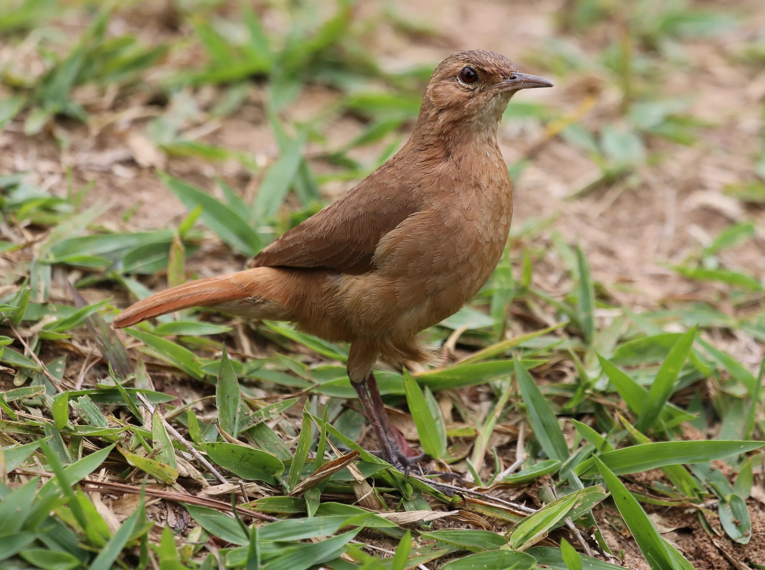 Brown bird
