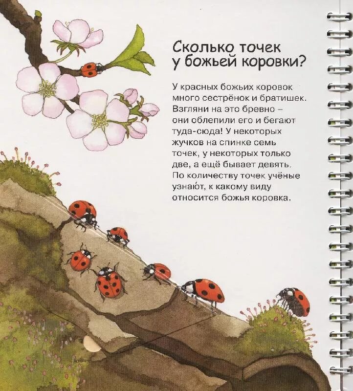Христианская песня божья коровка. Божья коровка полети на небо мультиварик. Божья коровка там твои детки кушают конфетки. Детская христианская песня про божью коровку. Ты божья коровка христианская песня.