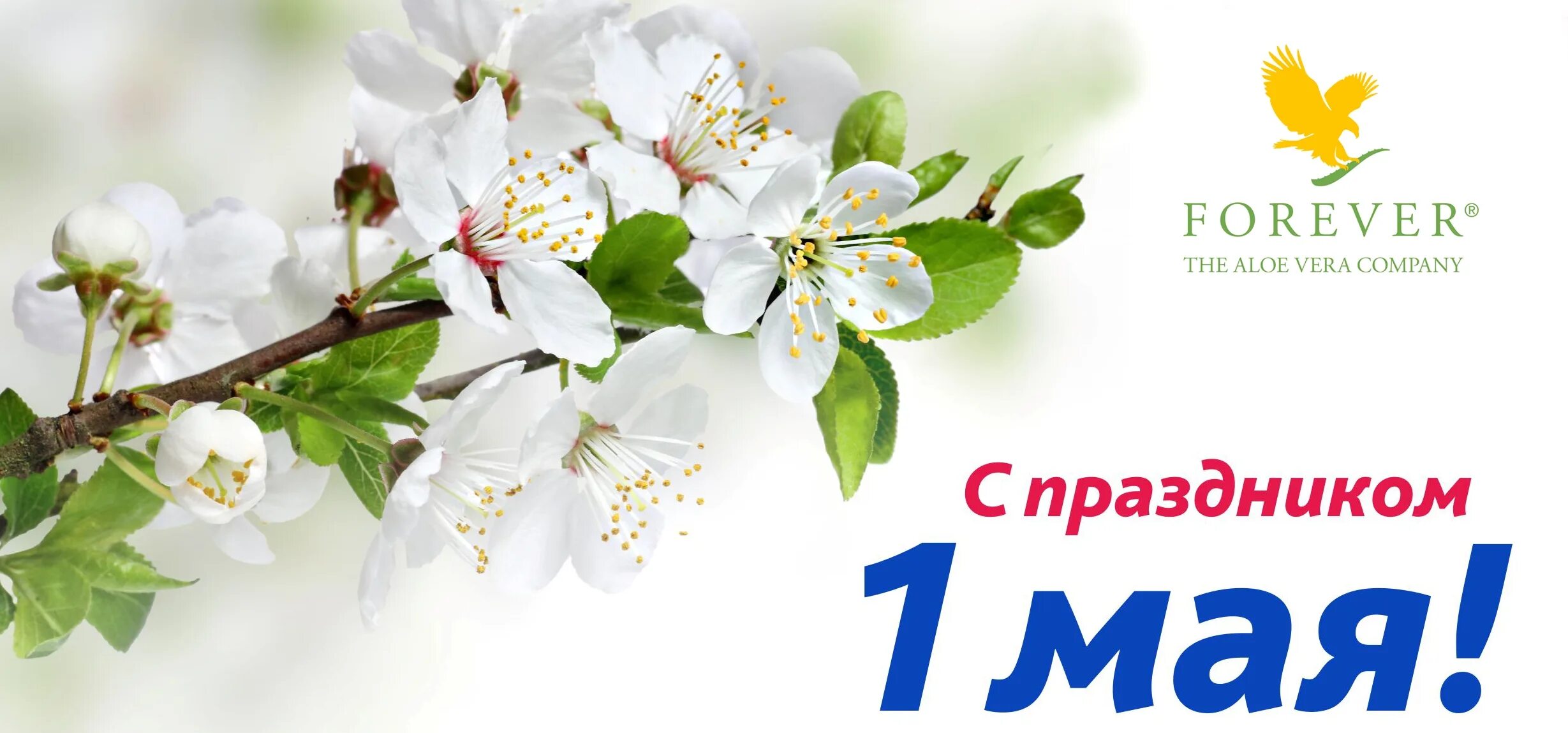 1 мая фон. 1 мая праздник весны и труда. 1 мая цветы. с днем 1 мая.