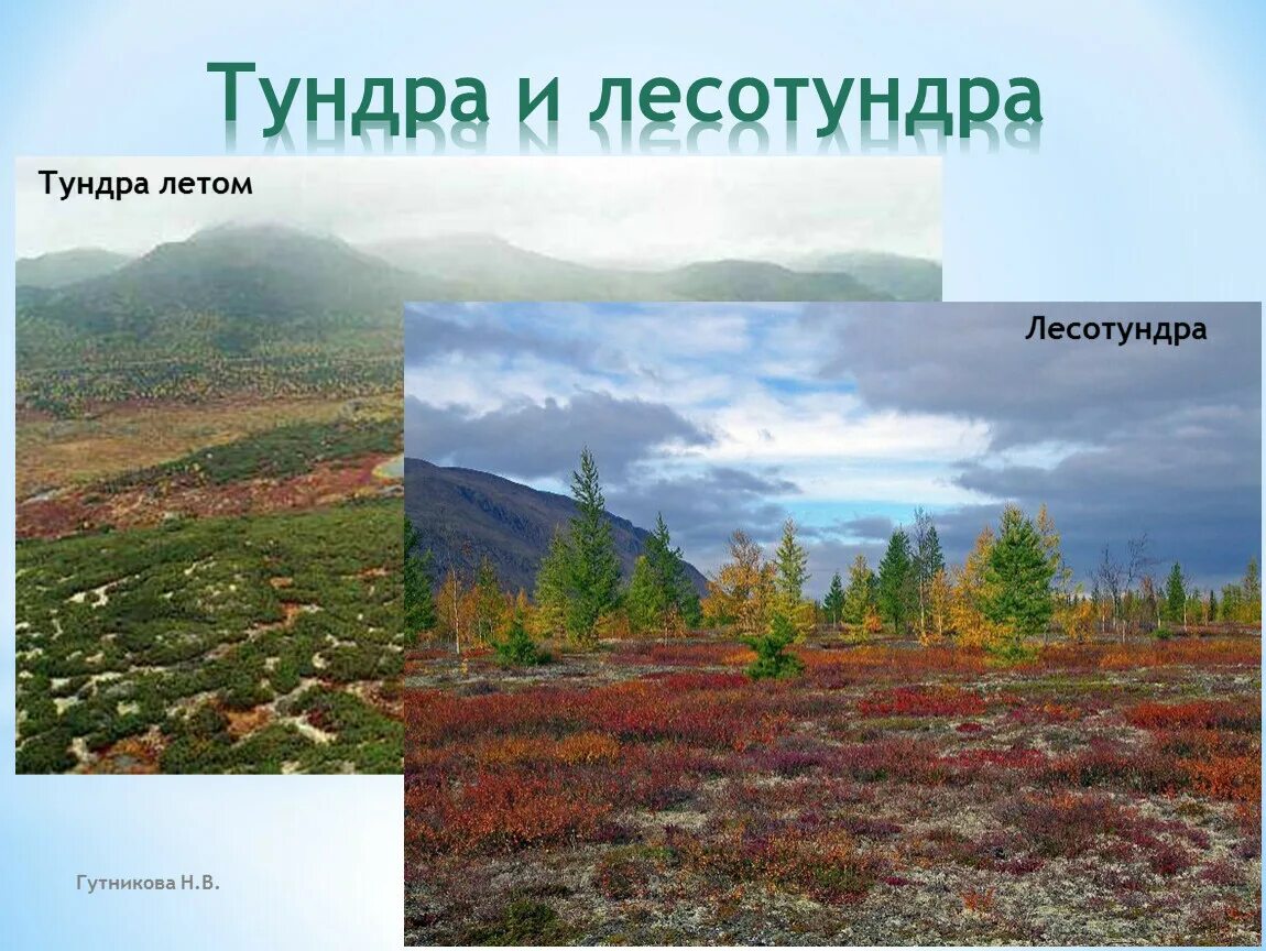 Природная зона тундра в Евразии. Природные зоны тундра лесотундра Тайга. Природная зона тундра и лесотундра климат. Климатическая зона тундра. Животные тундры и лесотундры и тайги