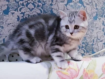 Котята в минске