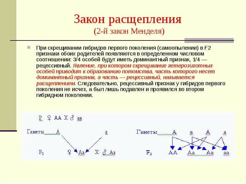 Какой закон проявляется при скрещивании. Закон расщепления признаков у гибридов. закон независимого расщепления менделя. расщепление признаков 1 к 1. закон расщепления гибридов второго поколения.
