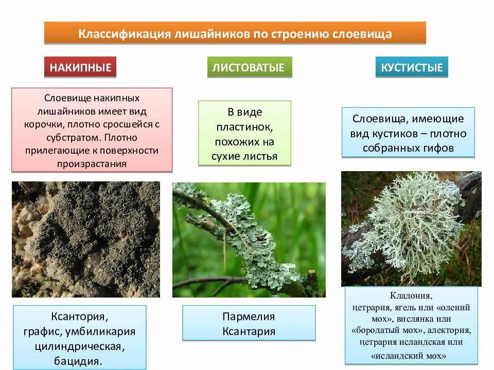 Лишайники растут очень быстро по несколько. Листоватые лишайники. лишайники накипные листоватые кустистые. накипное слоевище лишайника. классификация лишайников накипные.