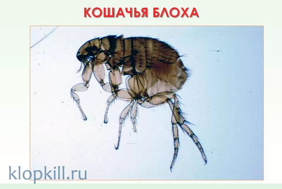 Что значит блоха. Кошачья блоха ctenocephalides felis. блоха кошачья под микроскопом. яйца блох под микроскопом.