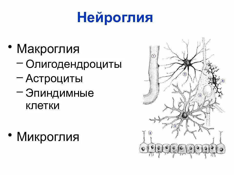 Клетки нейроглии гистология. Микроглия клетки гистология. Глиальные клетки строение. Нейроглия астроциты олигодендроциты.