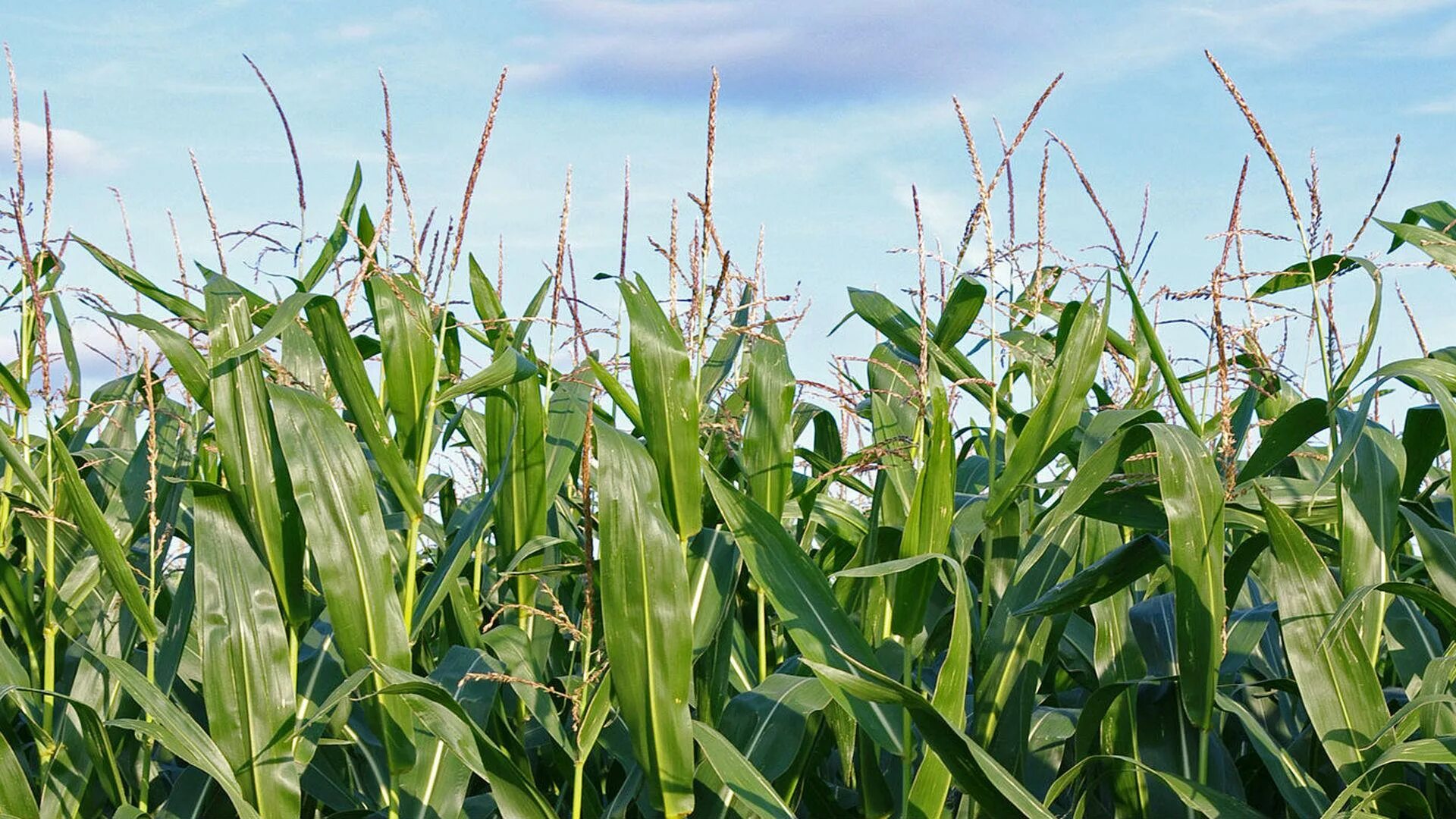 Климат для кукурузы. Тростник кукуруза. Кукуруза сахарный тростник. Камыш кукуруза. Люцерна лен кормовая свекла пшеница хлопчатник рожь
