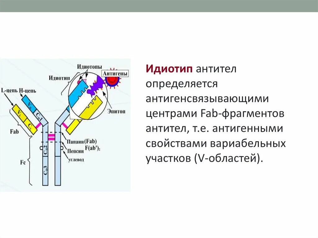 Центр антитела. Изотип и идиотип иммуноглобулинов. антитела строение и функции иммуноглобулинов. идиотип молекулы антитела. изотипы цепей иммуноглобулинов.