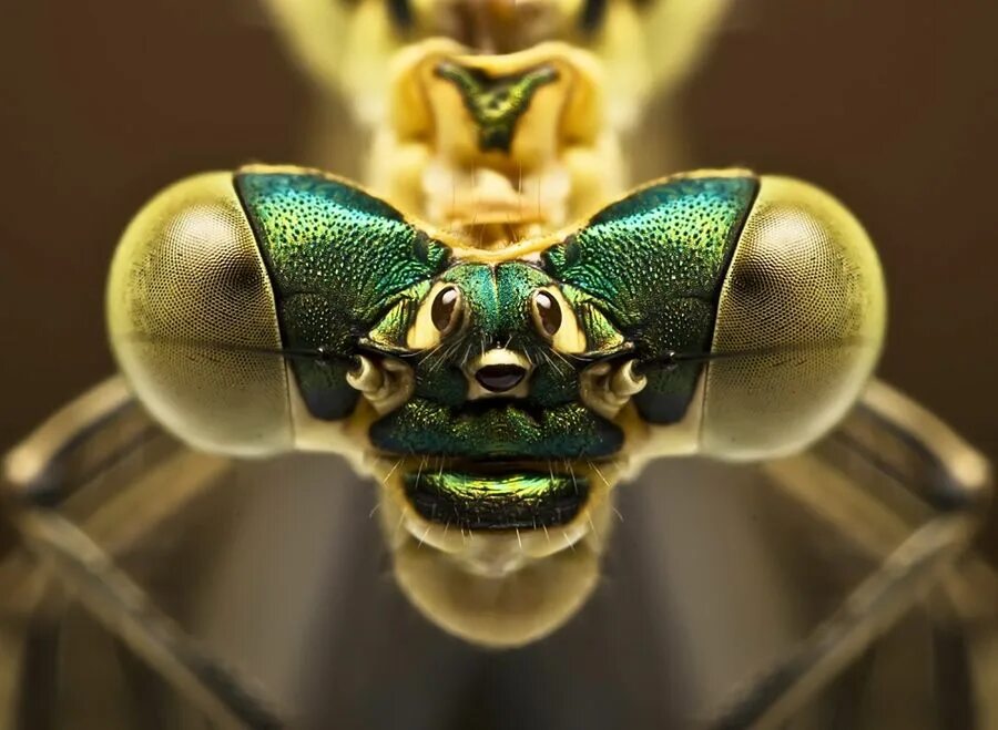 Macro os