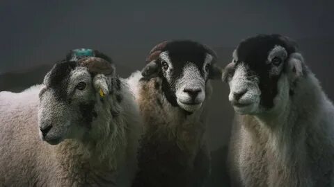 3 барашка 1