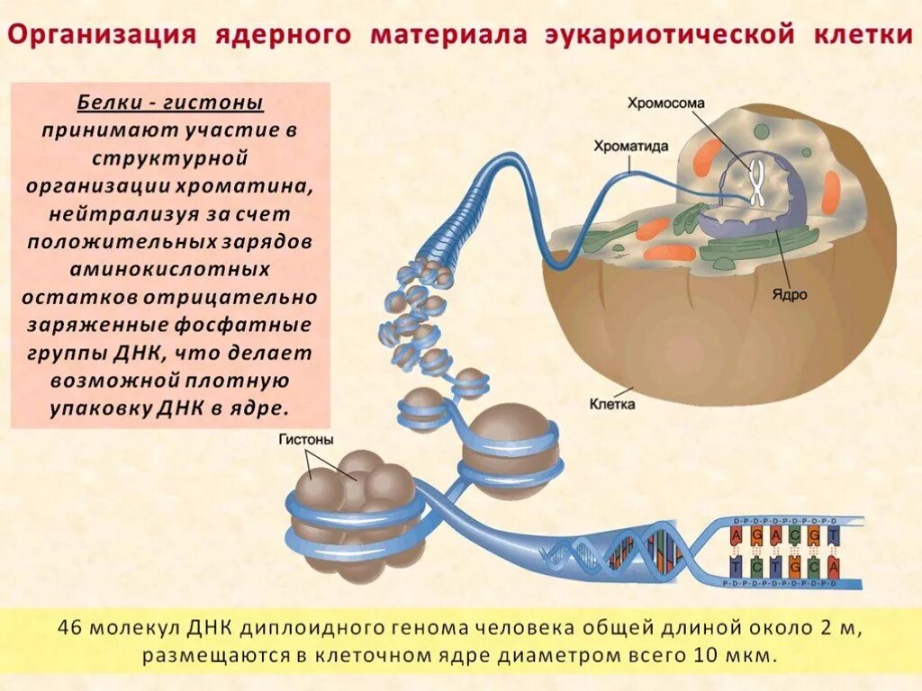 Связана с белками гистонами. Гистоны эукариот. Про и эукариотической клетки наличие белков гистонов. Эукариоты ядро гистоновые белки. Происхождение белковых компонентов эукариотной клетки.