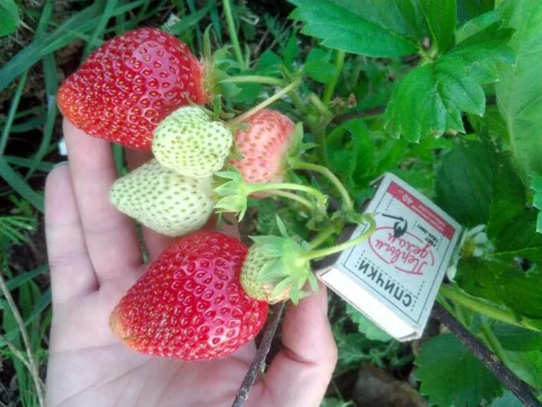 Земляника садовая крымская ремонтантная (р9). Безусая клубника сорта. Земляника ремонтантная делиз. Земляника флорина. Земляника садовая ремонтантная сорта.