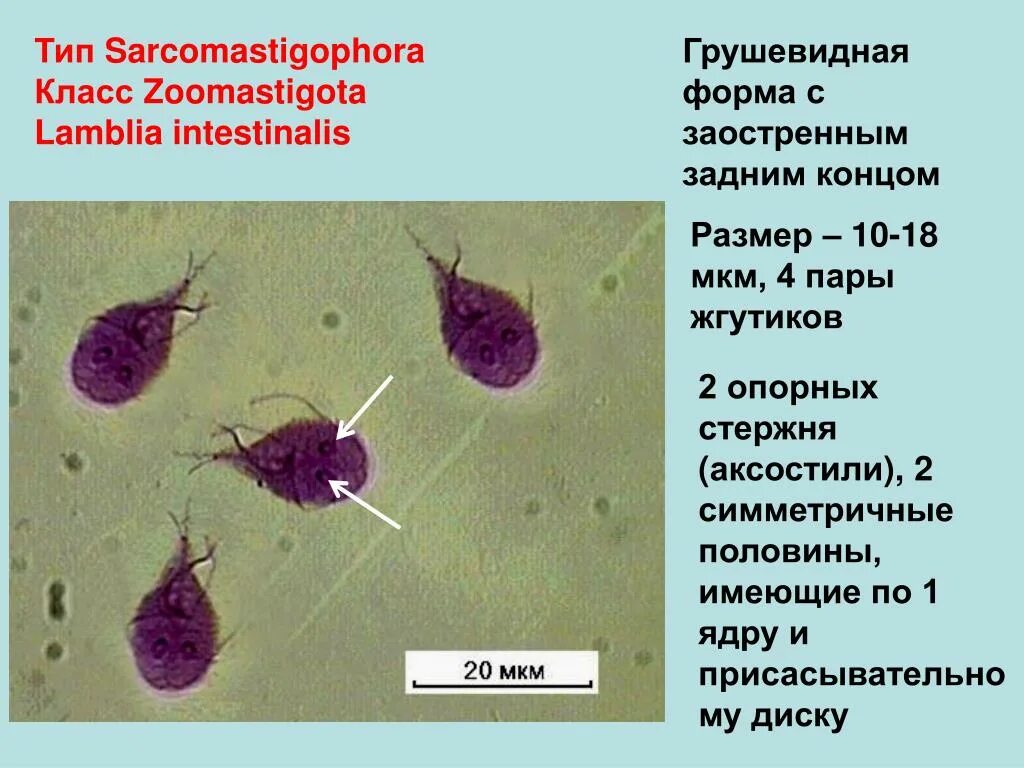 Простейшее имеющее 2 ядра