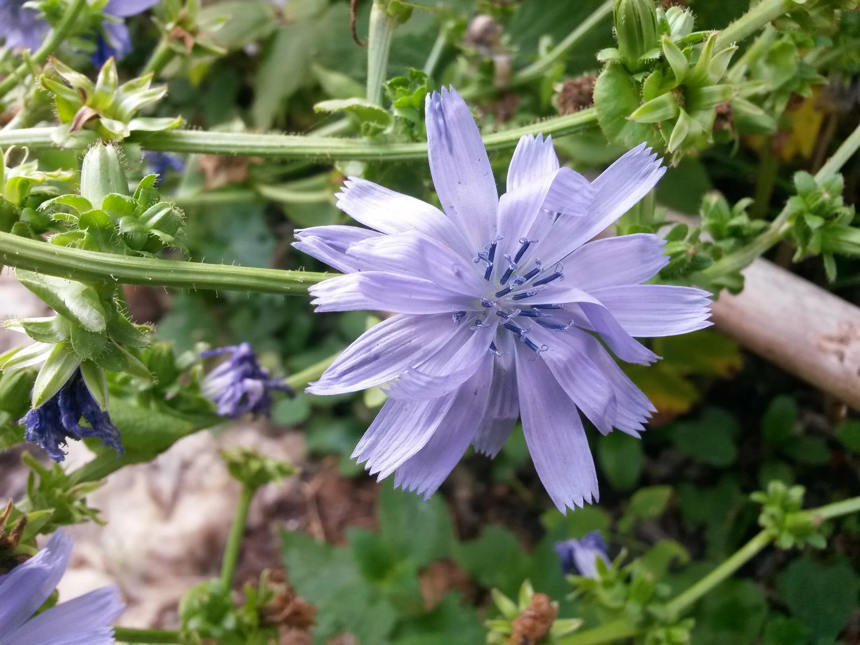 Цикорий Аристократ. Дикий цикорий (Cichorium. Цикорий Леонардо f1. Росток цикория.