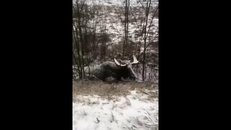 Саша лось после проекта выжить в самарканде Саша лось и вики