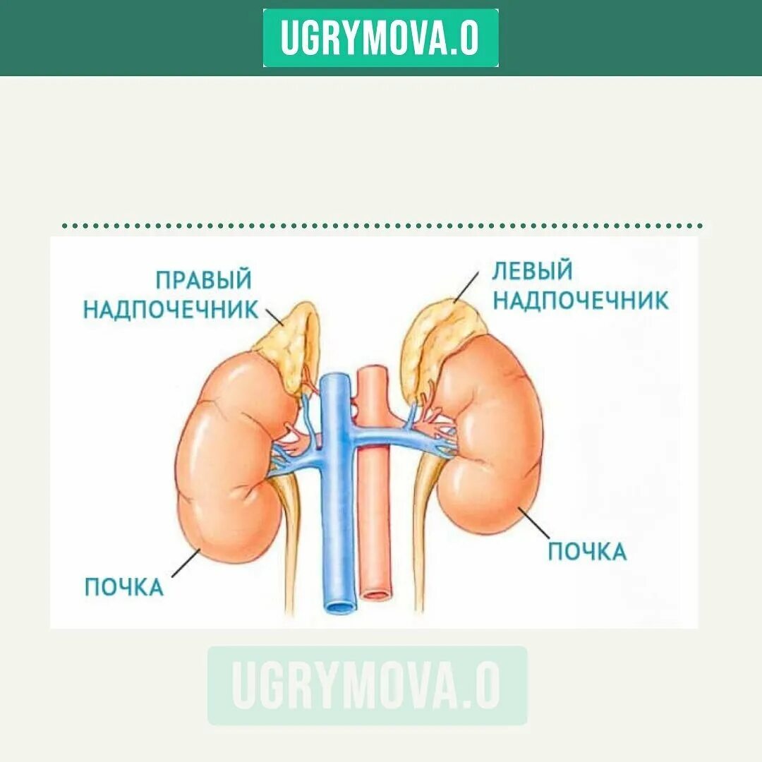 Болят ли надпочечники. Почки и надпочечники. Правый и левый надпочечники. Надпочечники схема.