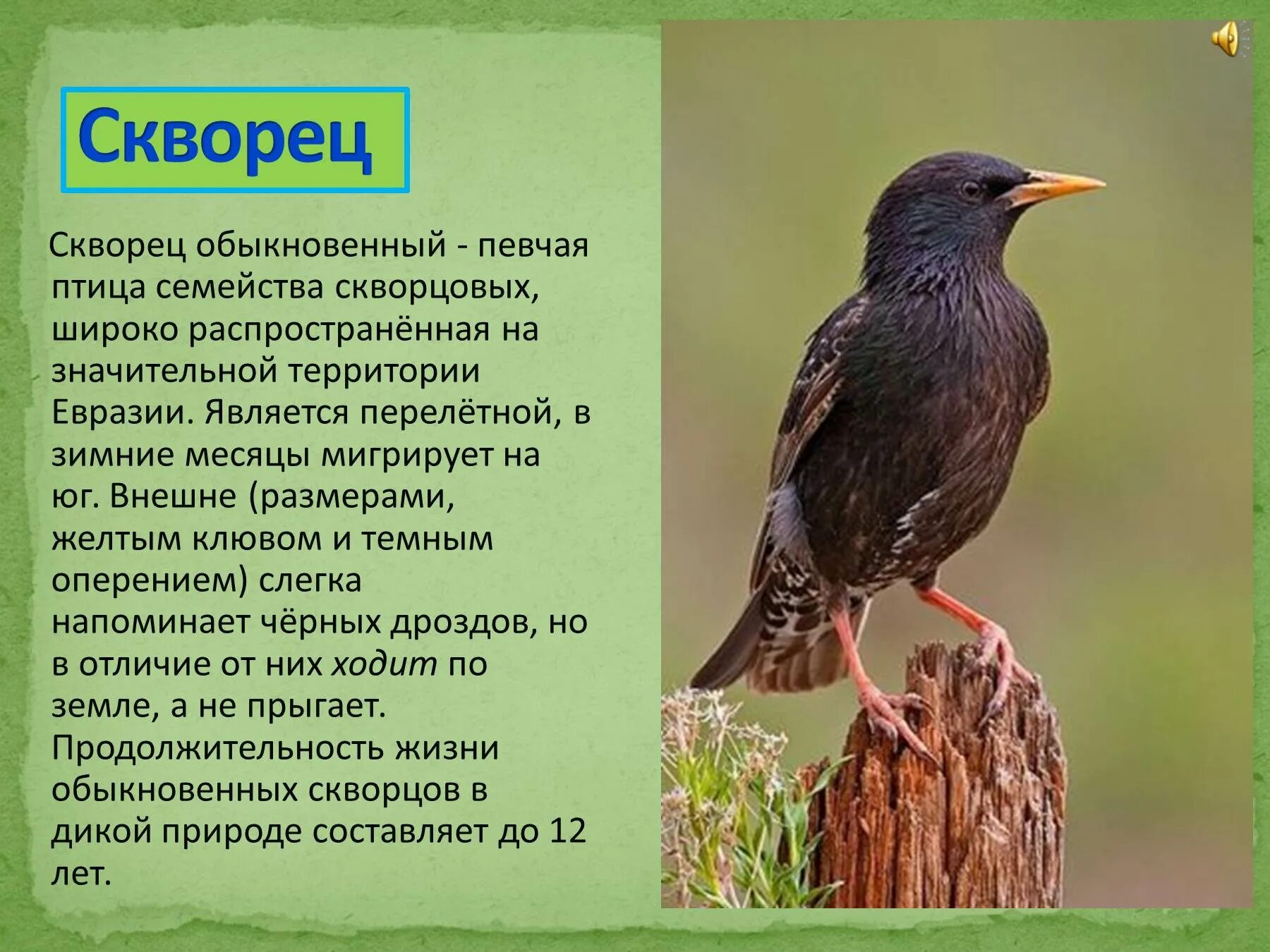 Рассказ скворцы краткое содержание. Обыкновенный скворец Шпак. Краткое сообщение о скворце. Рассказ о перелетных птицах. Описание птиц.