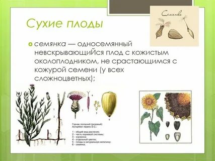 Плод семянка какое семейство