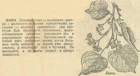 Лист липы описание